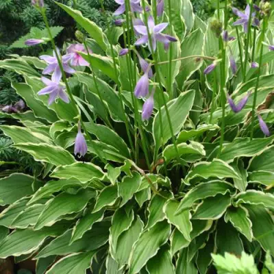 Хоста СТИЛЕТТО гибридная в Сморгони