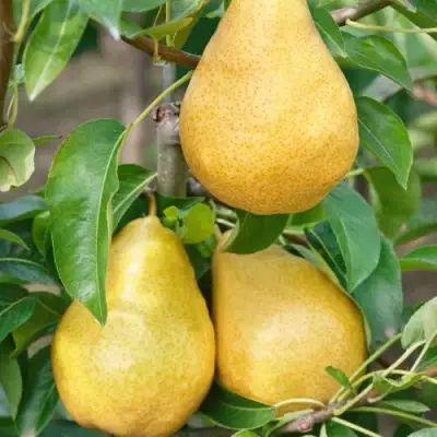 Груша ДЮШЕС ЛЕТНИЙ в Сморгони