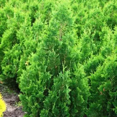 Туя СПИРАЛИС западная в Сморгони