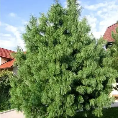 Сосна гриффита в Сморгони