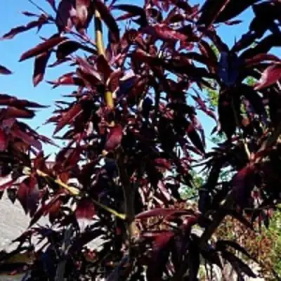 Персик БУРГУНДИ краснолистный в Сморгони