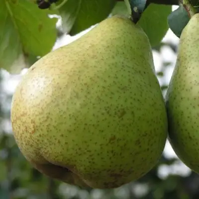 Груша ПЛАТОНОВСКАЯ в Сморгони