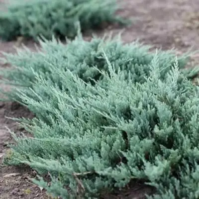 Можжевельник БЛЮ ЧИП горизонтальный  в Сморгони