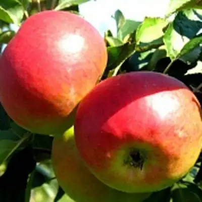 Яблоня СОКОЛОВСКОЕ стелющаяся в Сморгони