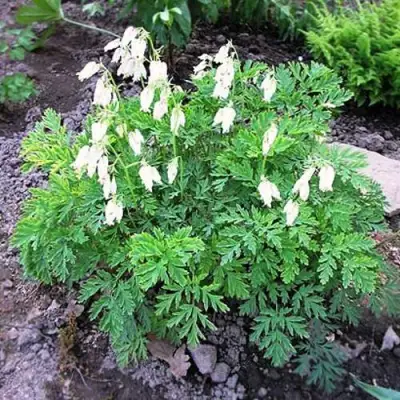 Дицентра красивая АВРОРА в Сморгони