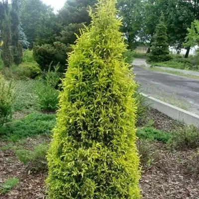 Можжевельник ГОЛД КОН обыкновенный в Сморгони
