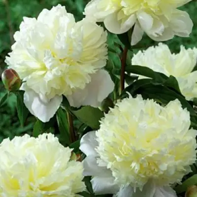 Пион ЛАУРА ДЕСЕРТ травянистый в Сморгони