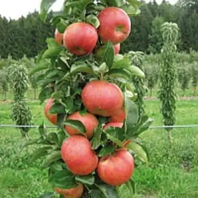 Яблоня ЯНТАРНОЕ ОЖЕРЕЛЬЕ колонновидная в Сморгони
