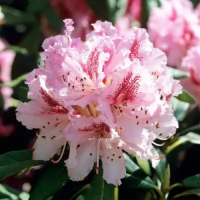 Рододендрон ЧИР в Сморгони