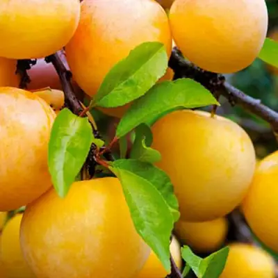 Слива МЕДОВАЯ ЖЁЛТАЯ в Сморгони