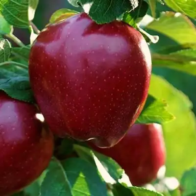 Яблоня РЕД ЧИФ в Сморгони