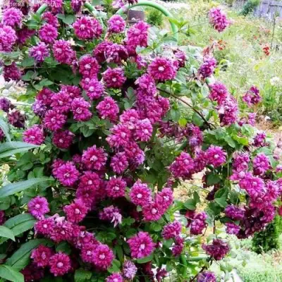 Клематис ПУРПУРЕА ПЛЕНА ЭЛЕГАНС в Сморгони