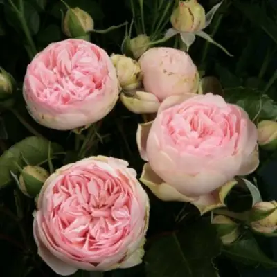 Роза ЧАРМИНГ ПИАНО спрей в Сморгони