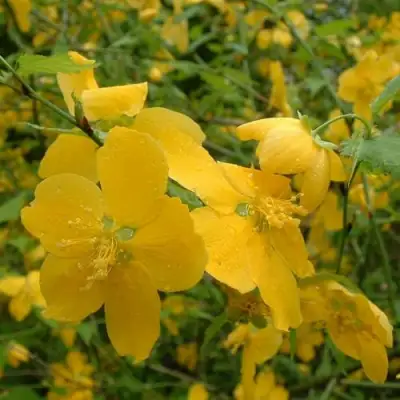 Керрия японская ГОЛДЕН ГИНЕЯ в Сморгони