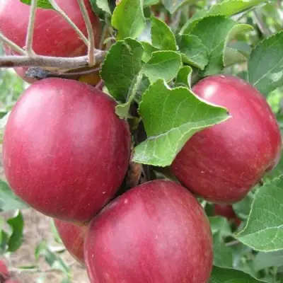 Яблоня МОСКОВСКОЕ ОЖЕРЕЛЬЕ колонновидная в Сморгони