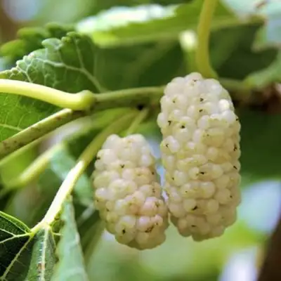 Шелковица БЕЛАЯ АЛЬБА в Сморгони