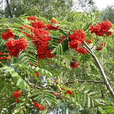 Рябина САХАРНАЯ ПЕТРОВА сладкоплодная в Сморгони