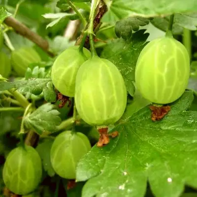 Крыжовник МАЛАХИТ в Сморгони