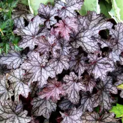 Гейхера ШУГА ФРОСТИНГ в Сморгони