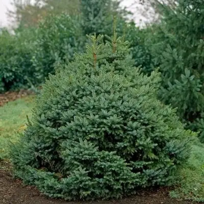 Ель НАНА сербская в Сморгони