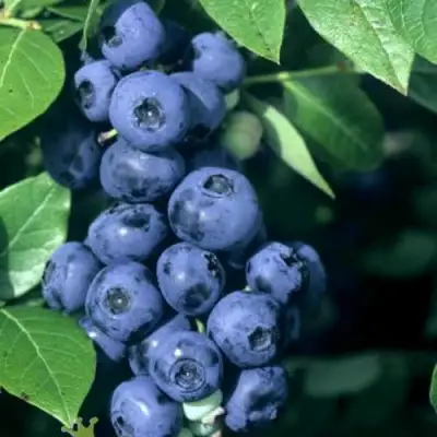Голубика НОРТ КАНТРИ в Сморгони