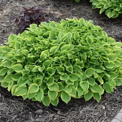 Хоста ГОЛДЕН ТИАРА в Сморгони