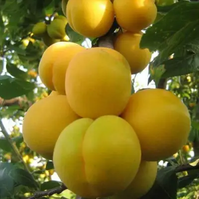 Слива ЛОДВА в Сморгони