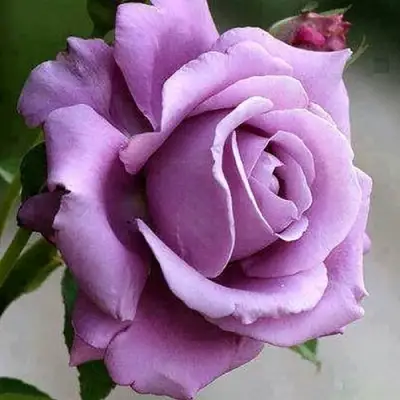 Роза МАЙЗЕР чайно-гибридная в Сморгони