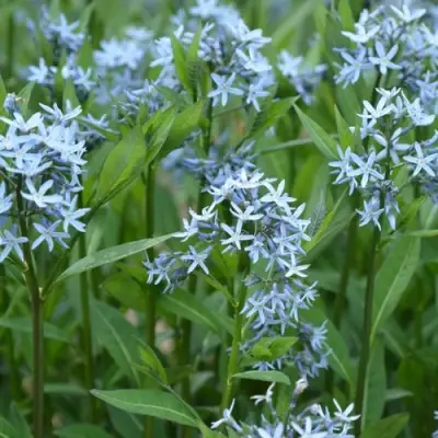 Амсония иволистная в Сморгони