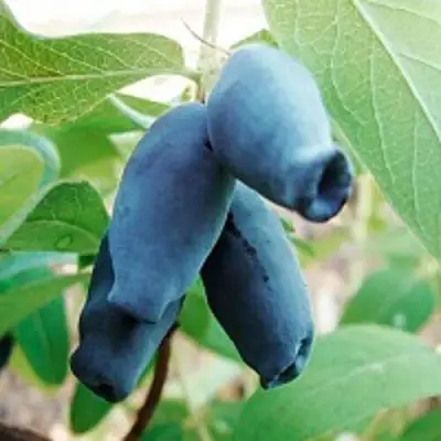 Жимолость съедобная АМФОРА в Сморгони