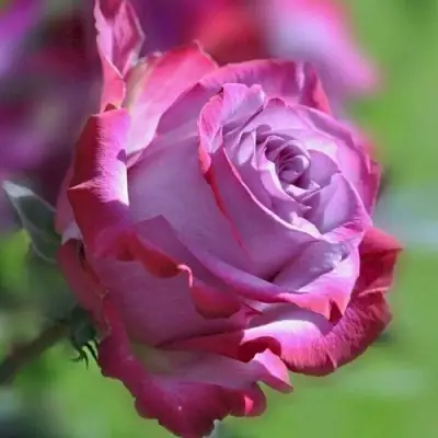 Роза ДИП ВОТЕР чайно-гибридная в Сморгони