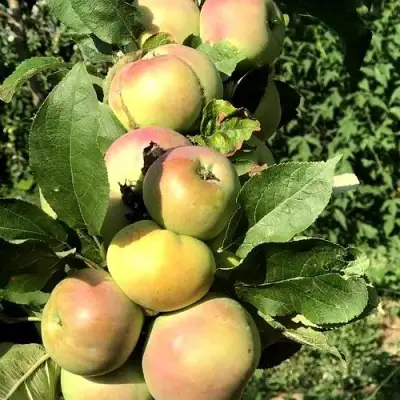 Яблоня ПРИОКСКОЕ колонновидная в Сморгони