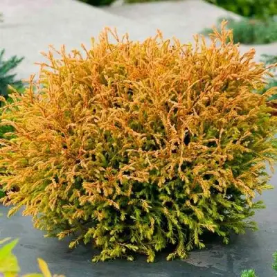 Туя ГОЛДЕН ТАФФЕТ западная в Сморгони