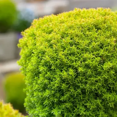 Туя АННИЕК западная в Сморгони