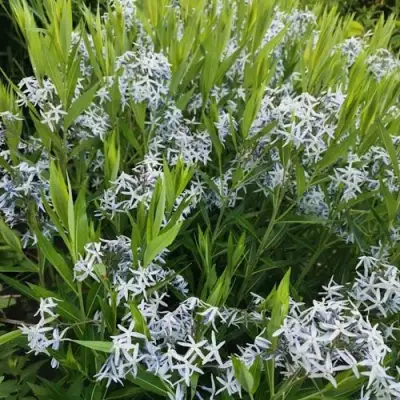 Амсония иволистная в Сморгони