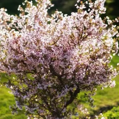 Сакура КОЙО НО МАЙ в Сморгони