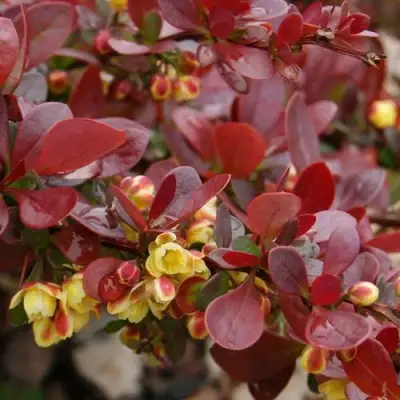 Барбарис КАРМЕН тунберга в Сморгони