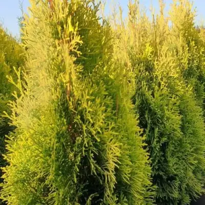 Туя ГОЛДЕН СМАРАГД западная в Сморгони
