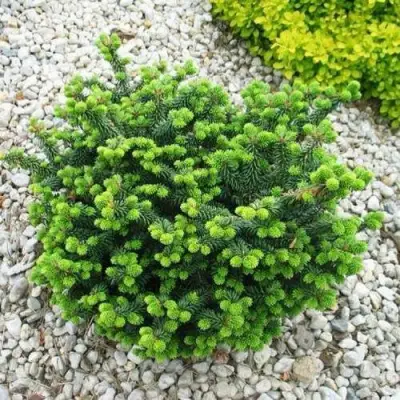 Пихта НАНА бальзамическая в Сморгони