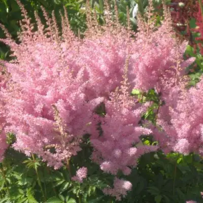 Астильба ЭДЕНС ОДИССЕЙ Арендса в Сморгони