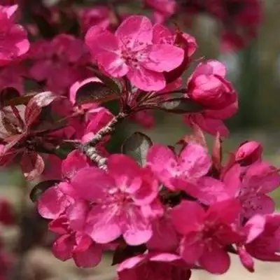 Яблоня РЕД КЕТТИ в Сморгони