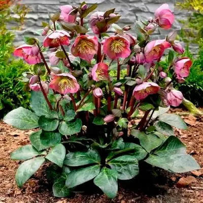 Морозник ВОСТОЧНЫЙ в Сморгони