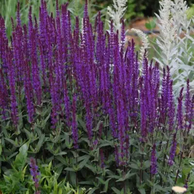 Шалфей КАРАДОНА в Сморгони