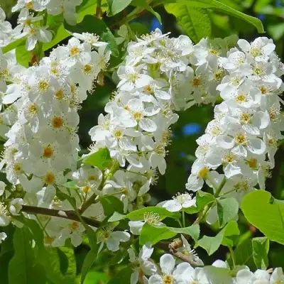 Черемуха ЧАЙКА в Сморгони