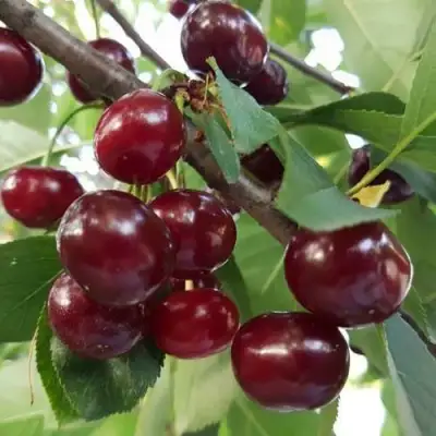 Дюк СЛАВЯНКА в Сморгони