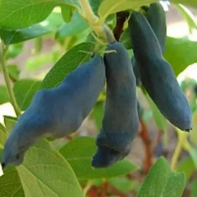 Жимолость съедобная НИМФА (ГАММА) в Сморгони