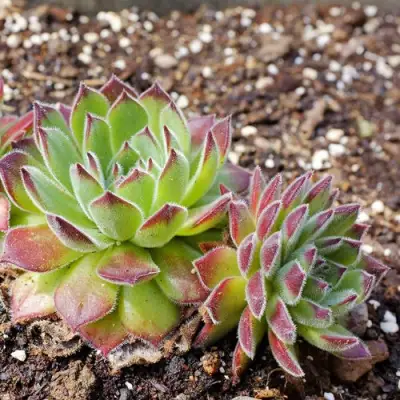 Молодило РУССКОЕ в Сморгони