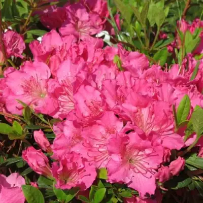 Азалия КИРСТИН японская в Сморгони