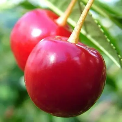 Вишня ЗАРАНКА в Сморгони