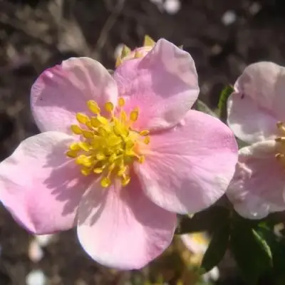 Лапчатка ПИНК КВИН кустарниковая в Сморгони